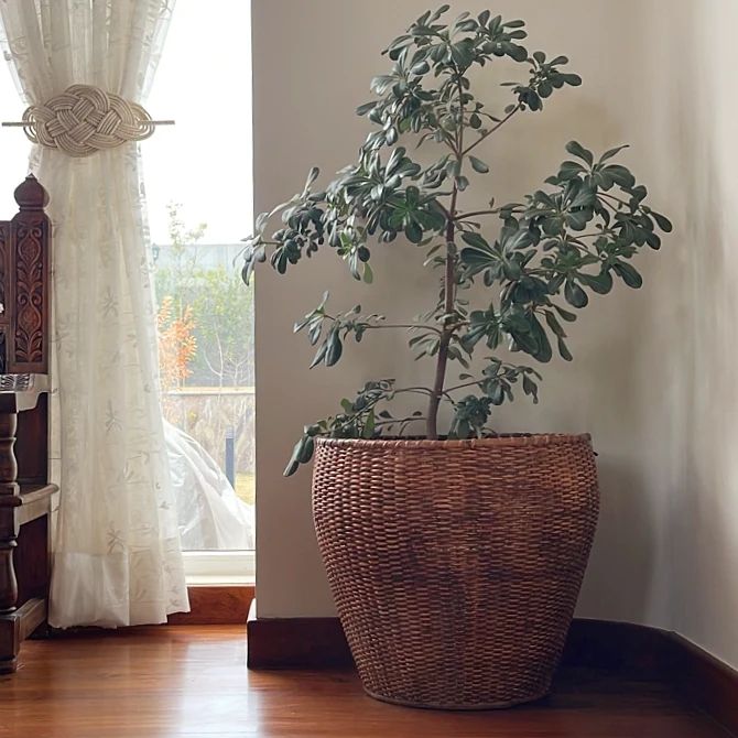 Pear Shaped Planter